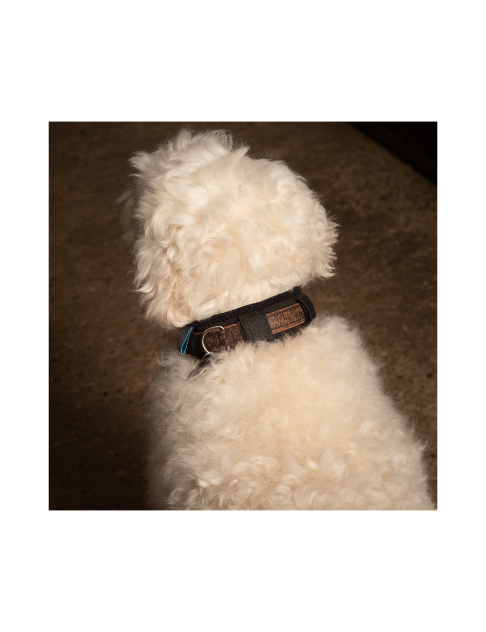 Magnetterapi til hunden