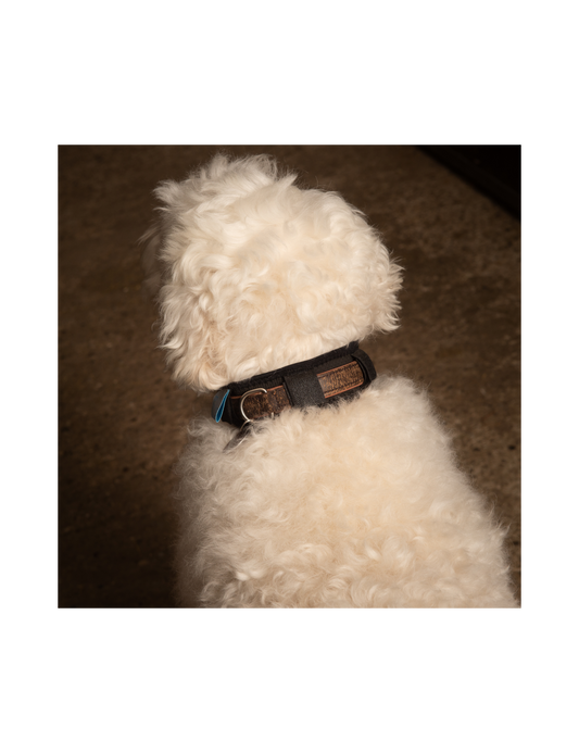 Magnetterapi til hunden