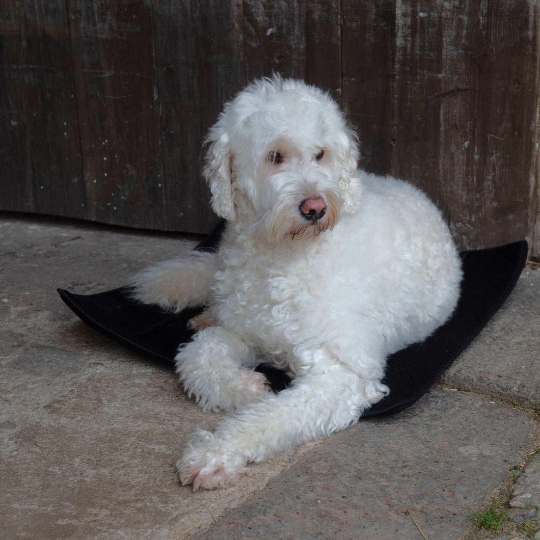 Effektiv magnetterapi og dybdevarme til hunde.