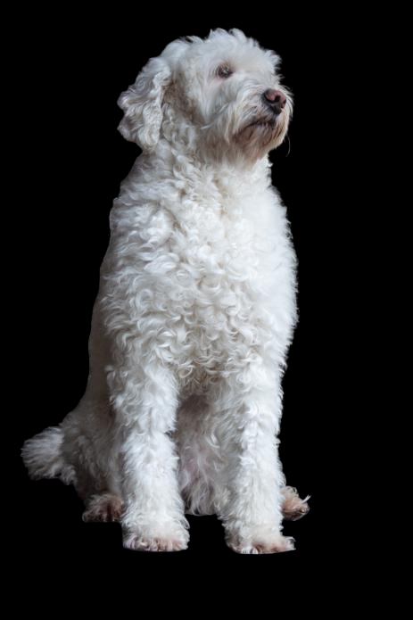 Støtte bandage med velcro.